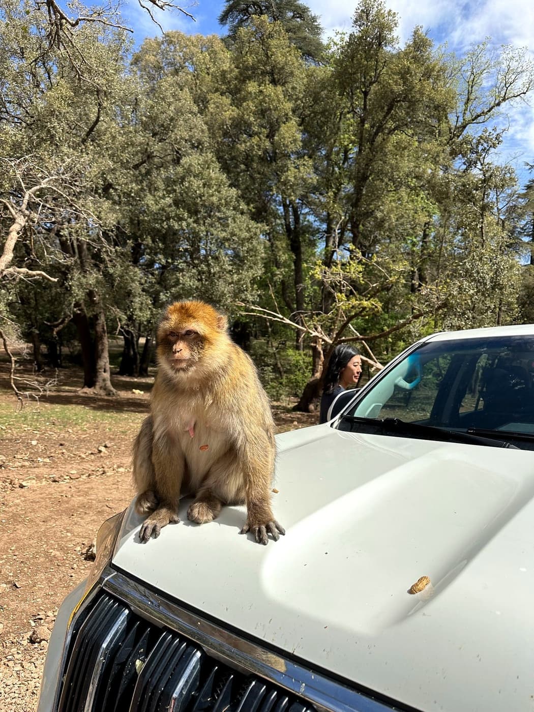 Azrou's Cedar Forest: Meeting Morocco's Barbary Macaques